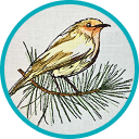 Intermediate Embroiderers